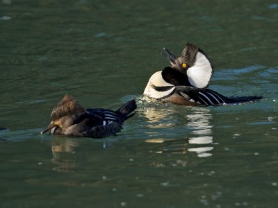 This is a female and male hooded merganser