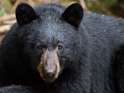 Black Bears are out of the dens