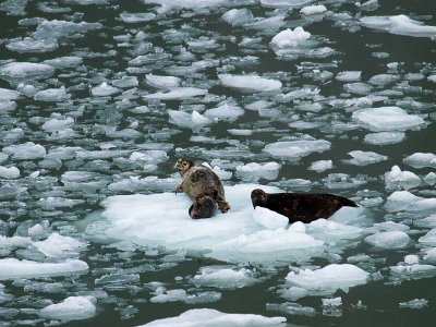 Harbor Seals on ice in Tracy Arm