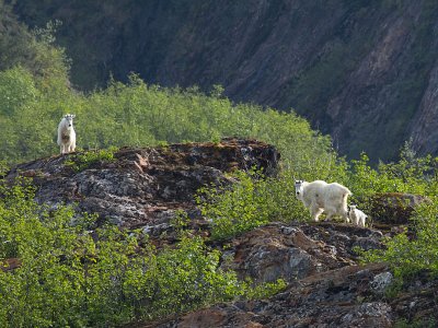 Three Mountain Goats in Tracy Arm