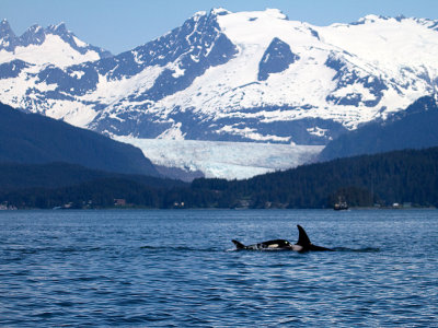 Mendenhall Glacier and Killer Whales