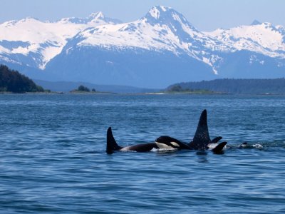 Killer Whale pod and the Chilkat Mountains