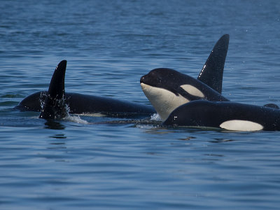 Killer Whales in Stephens Passage