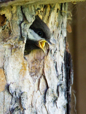 Chestnut-backed Chickadee in nest begging