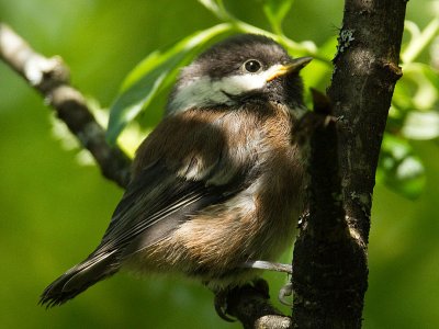 Chestnut-backed Chickadee after first flight and hanging on for dear life!