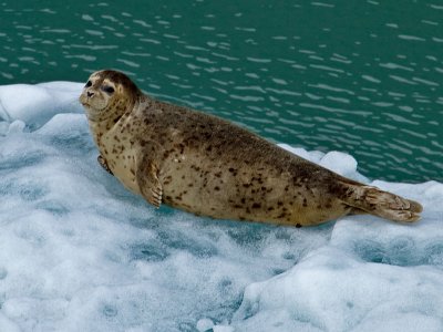 Harbor seal on ice