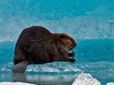 This beaver was sitting on a really pretty blue iceberg in Mendenhall Lake