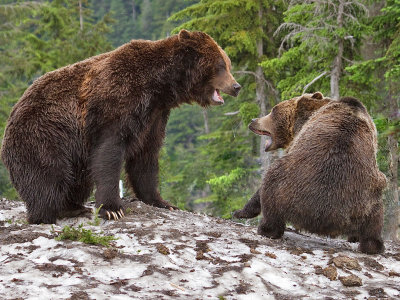 Brown Bears Disagreeing