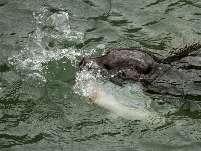 Harbor Seal catching a pink salmon