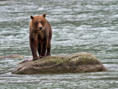 Brown Bear in Chilkoot River