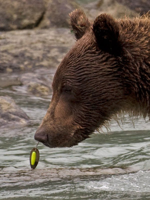 Yearling Brown Bear with Pixie in it's nose