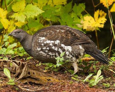 Male Sooty Grouse