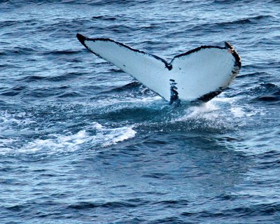 Humpback Whale Number 503