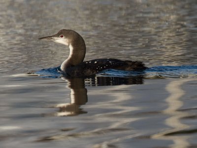 Pacific Loon in winter plumage