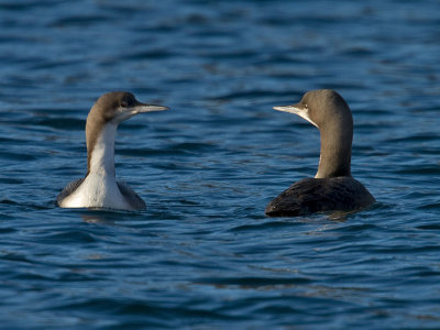 Two Pacific Loons passing and checking each other out