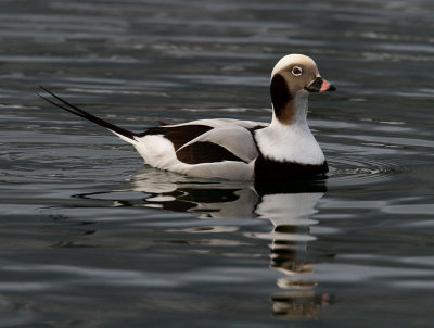 Male Long-tailed duck in winter plumage
