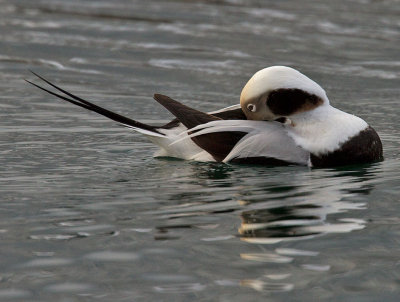 Same Long-tailed Duck preening