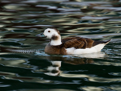 Juvenile long-tailed duck