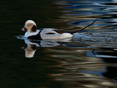 Ok, last long-tailed duck photo.  I promise!!