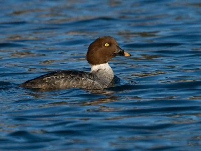 Female Common Goldeneye