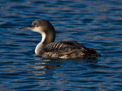 Pacific Loon Winter Plumage