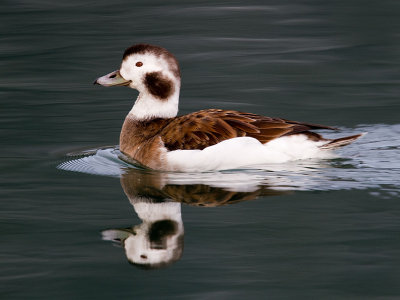 Long-tailed duck female winter plumage