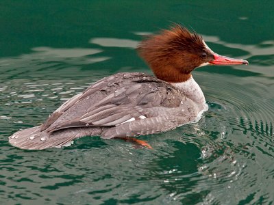 Female Common Merganser