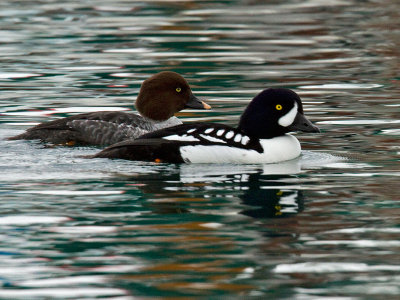 Barrows Goldeneye Pair