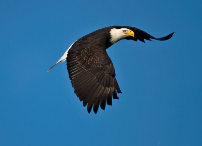 Bald Eagle looking for lunch.