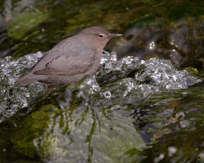 American Dipper Cinclus mexicanus