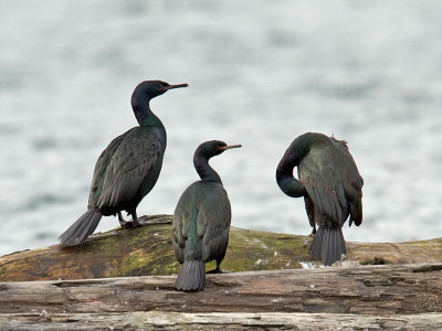 Three pelagic cormorants