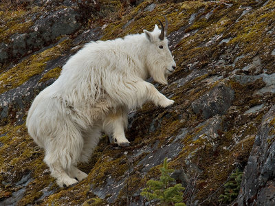 Mountain Goat climbing