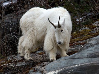 Mountain Goat Surveying his Domain