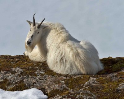 Mountain Goat resting on a ridgeline