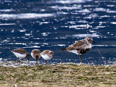 Black-bellied Plover with Dunlin