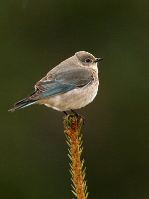 Spring is here!!! Female Mounatain Bluebird at Eagle Beach