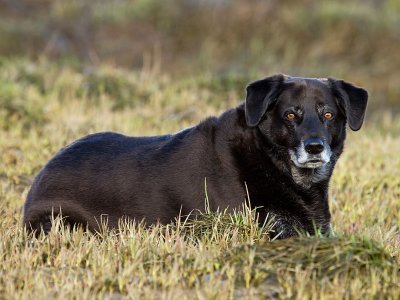 Soama, My Little Brown Eyed Girl