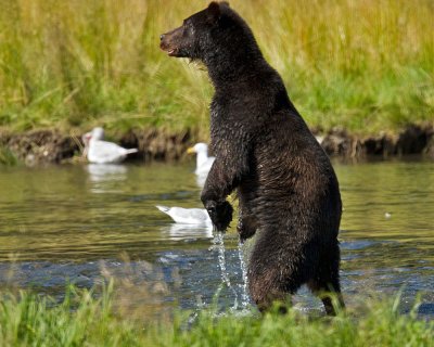 Brown bear checking out another bear upstream