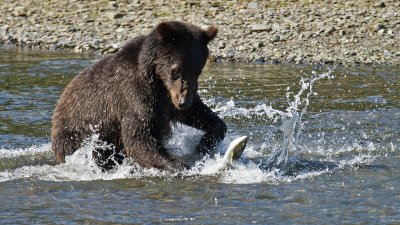 Brown Bear catching a pink salmon