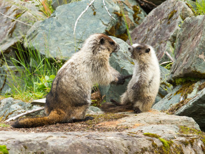 Marmots Interacting