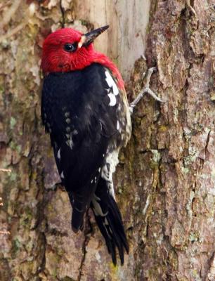 Red Breasted Sapsucker