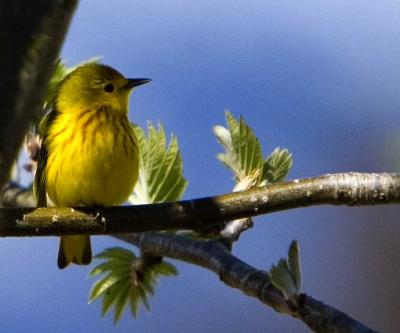 Yellow Warbler 5/20/06