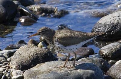 Spotted sandpiper on the bank of the Yukon River