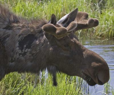 Another moose.  If you look close behind the antler you can see a mosquito