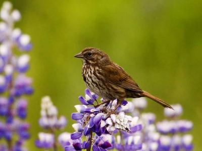 Song Sparrow in Lupine