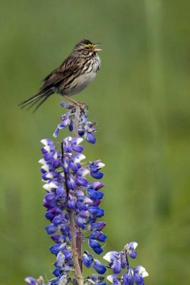 Savannah Sparrow on Lupine