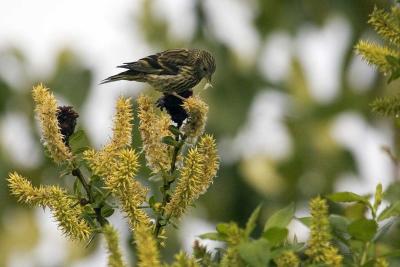 Pine Siskin