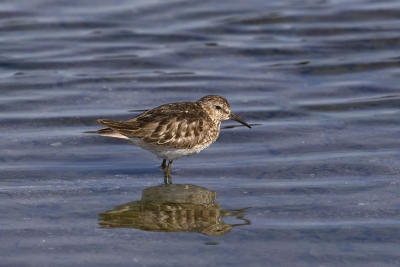 Least Sandpiper at Eagle Beach