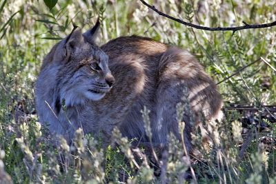 Out of Haines Junction we saw a lynx.  Very cooperative, just sat in the shade while I clicked away.