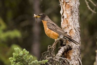 Robin with a dragonfly it caught at Moon Lake